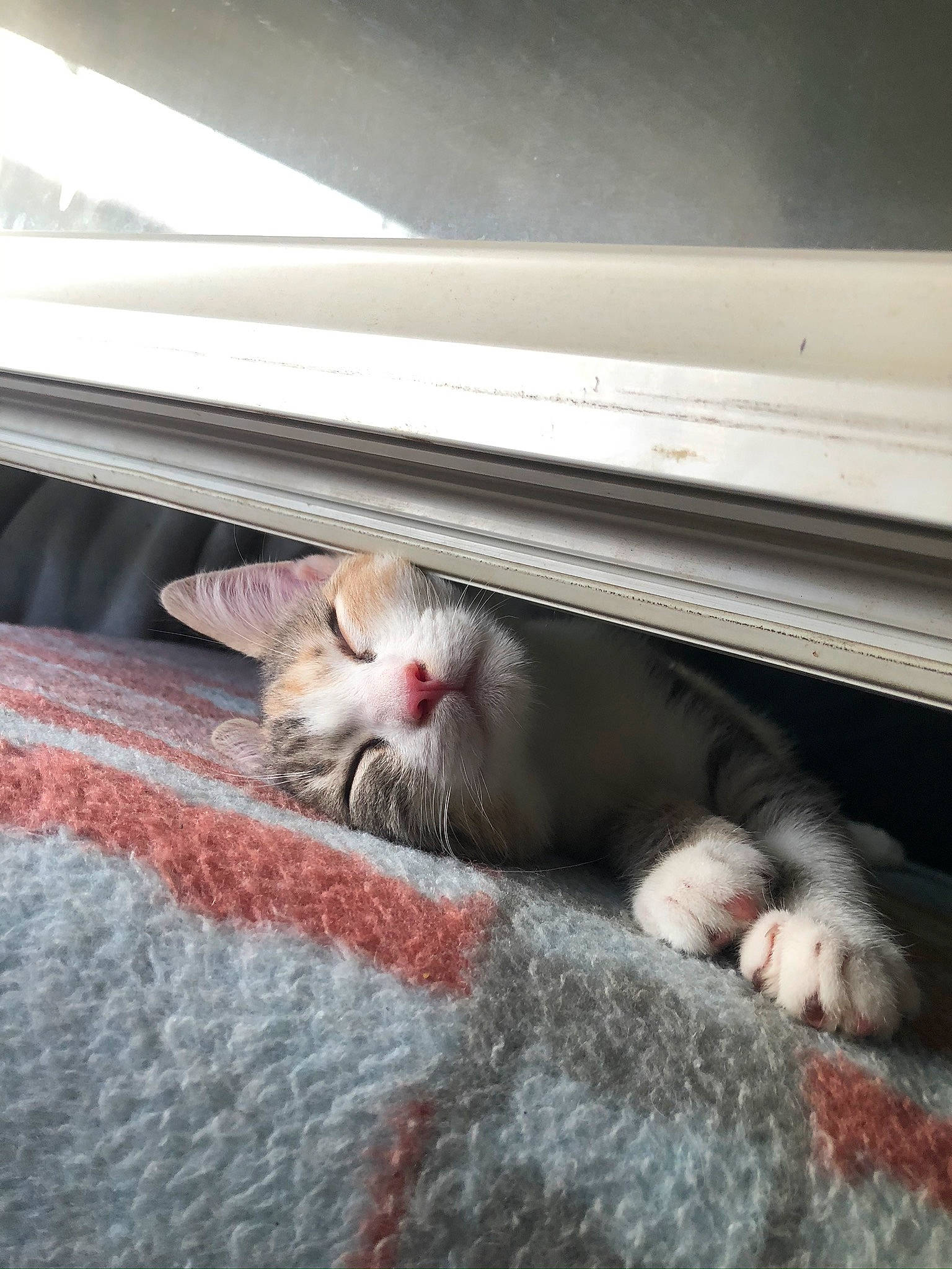 Nala participe au concours pour gagner de l'argent avec cette photo : automotive_lighting, carnivore, cat, claw, comfort, domestic_short_haired_cat, felidae, flooring, fur, grey, linens, nap, paw, room, small_to_medium_sized_cats, snout, tail, whiskers, windshield, wood