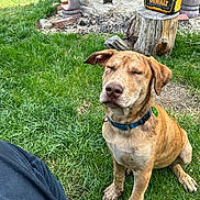 Leo is registered to the contest to win money with this photo: dog, grass, collar, outdoor, pet, brown_dog, sitting, tree_stump, person, knee, nature, tag, canine, fur, daylight, yard, casual, relaxed, animal, ground