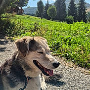 Pearl participe au concours pour gagner de l'argent avec cette photo : dog, outdoor, sunlight, gravel_path, grass, trees, pine_trees, blue_sky, clouds, leash, happy, tongue_out, canine, nature, summer, pet, animal, smiling, daytime, scenery