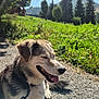 dog, outdoor, sunlight, gravel_path, grass, trees, pine_trees, blue_sky, clouds, leash, happy, tongue_out, canine, nature, summer, pet, animal, smiling, daytime, scenery