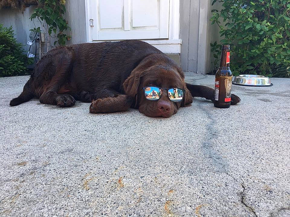 Ramsay joined the competition — help win amazing prizes! asphalt, bottle, carnivore, companion_dog, dog, dog_breed, door, fawn, flooring, grass, liver, plant, road_surface, snout, sporting_group, tail, terrestrial_animal, toy, wood, working_animal