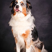 Talia participe au concours pour gagner de l'argent avec cette photo : dog, australian_shepherd, animal, pet, heterochromia, blue_eye, brown_eye, fur, fluffy, sitting, portrait, studio, canine, tongue_out, tricolor, ears, cute, friendly, looking_up, background