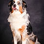 dog, australian_shepherd, animal, pet, heterochromia, blue_eye, brown_eye, fur, fluffy, sitting, portrait, studio, canine, tongue_out, tricolor, ears, cute, friendly, looking_up, background