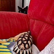 Flocky participe au concours pour gagner de l'argent avec cette photo : cat, tortoise, red_couch, blanket, indoor, peeking, animal, pet, curious, furniture, shell, striped, cozy, home, living_room, resting, soft_fabric, background, hidden, watching