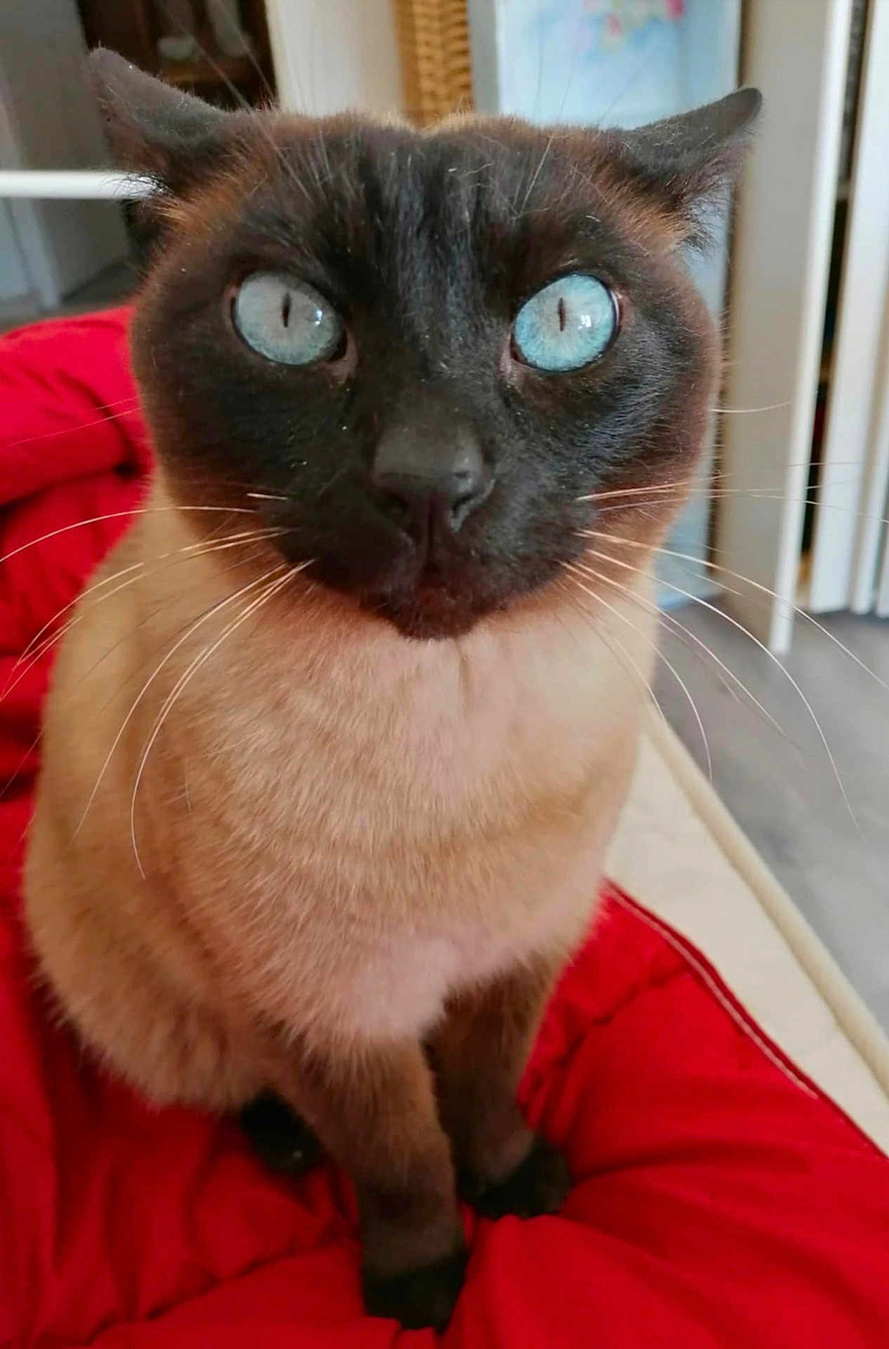 Flocky participe au concours pour gagner de l'argent avec cette photo : cat, siamese_cat, blue_eyes, pet, animal, feline, whiskers, red_cushion, indoor, close_up, curious, sitting, fur, face, ears, nose, portrait, domestic_animal, looking_at_camera, home