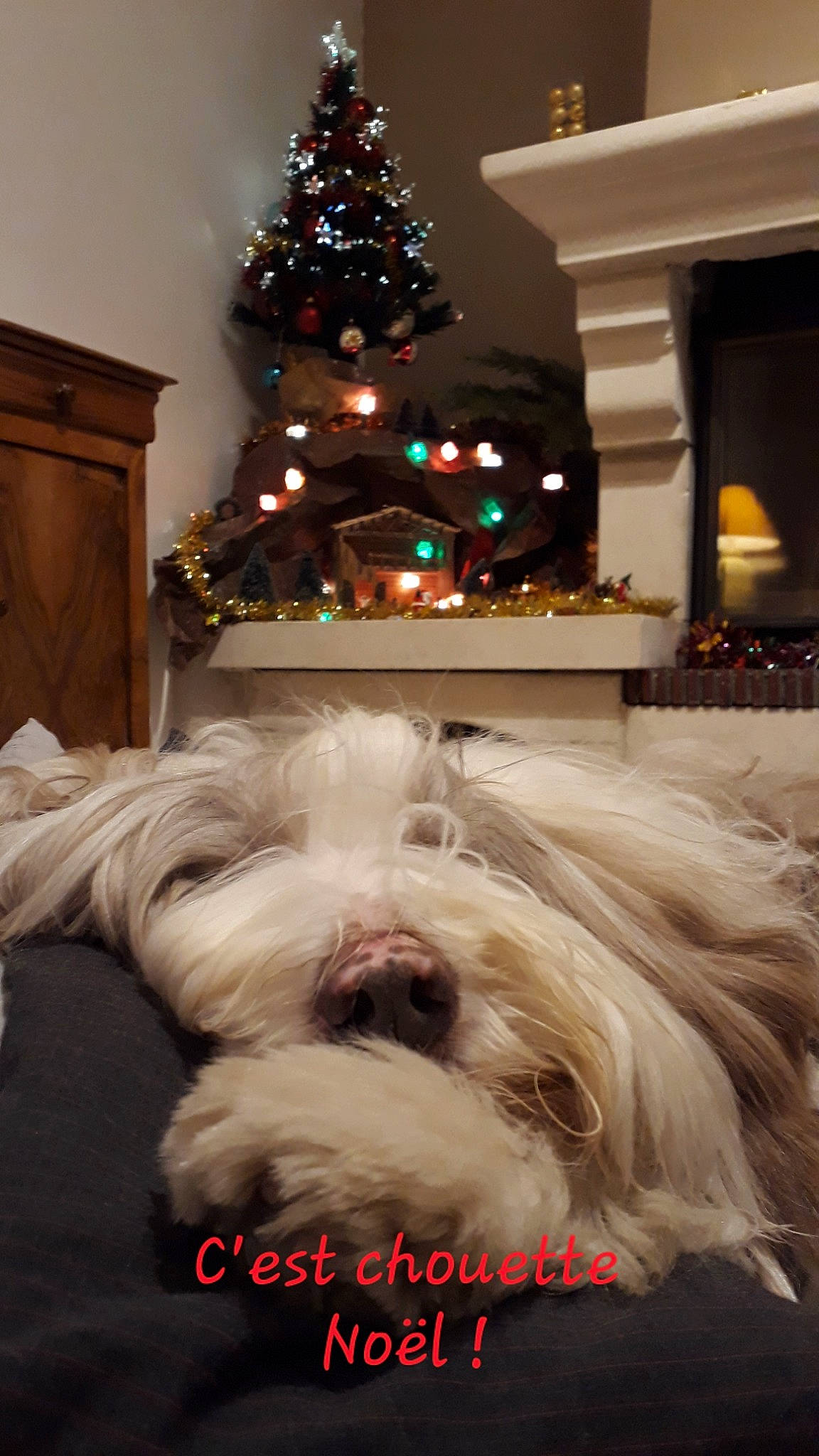 Héliot participe au concours pour gagner de l'argent avec cette photo : carnivore, christmas, christmas_decoration, christmas_tree, companion_dog, decoration, dog, dog_breed, event, holiday, light, liver, natural_material, ornament, photograph, snapshot, snout, toy_dog, tree, white