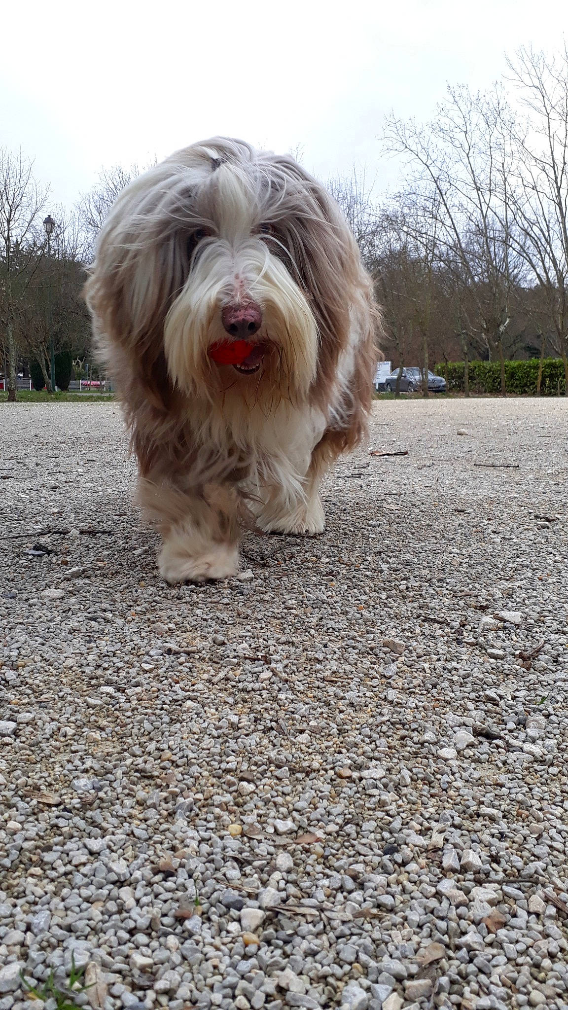 Héliot a rejoint le concours — aidez-le/la à gagner de superbes lots ! asphalt, carnivore, companion_dog, dog, dog_breed, fur, grass, liver, road_surface, shih_tzu, sky, small_terrier, snout, soil, sporting_group, tar, terrier, toy_dog, tree, working_animal