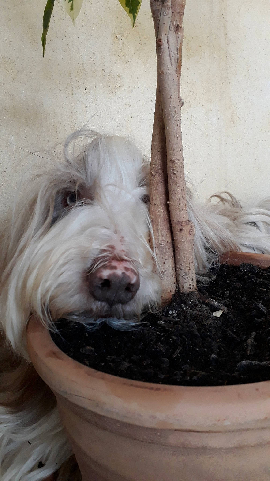 Héliot a rejoint le concours — aidez-le/la à gagner de superbes lots ! canidae, carnivore, companion_dog, compost, dog, dog_breed, flowerpot, fur, grass, herding_dog, houseplant, liver, non_sporting_group, soil, sporting_group, terrier, water, wood, working_animal