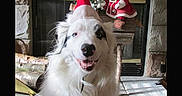 Pualani is registered to the contest to win money with this photo: carpet, celebration, christmas, cute, decorations, dog, festive, fireplace, happy, holiday, indoors, pet, santa_claus_doll, santa_hat, smiling_dog, stockings, stone_wall, white_dog, winter, wood