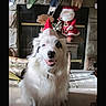 Pualani is registered to the contest to win money with this photo: dog, white_dog, santa_hat, christmas, fireplace, stockings, holiday, festive, smiling_dog, indoors, decorations, santa_claus_doll, carpet, stone_wall, wood, pet, cute, happy, celebration, winter