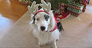 Pualani joined the competition — help win amazing prizes! dog, white_dog, black_patch, reindeer_antlers, christmas_tree, christmas_presents, carpet, indoor, holiday_decorations, festive, pet, animal, cute, costume, sitting, fur, adorable, christmas, decor, holiday