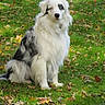 Pualani joined the competition — help win amazing prizes! dog, australian_shepherd, grass, outdoor, autumn, leaves, pet, animal, sitting, white_fur, black_fur, blue_eyes, canine, nature, fall, portrait, fur, cute, friendly, domestic_animal
