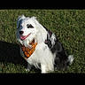 dog, grass, outdoor, pet, bandana, black_and_white, happy, sitting, canine, fur, tongue_out, sunlight, nature, animal, smiling, holiday, costume, cute, friendly, leisure