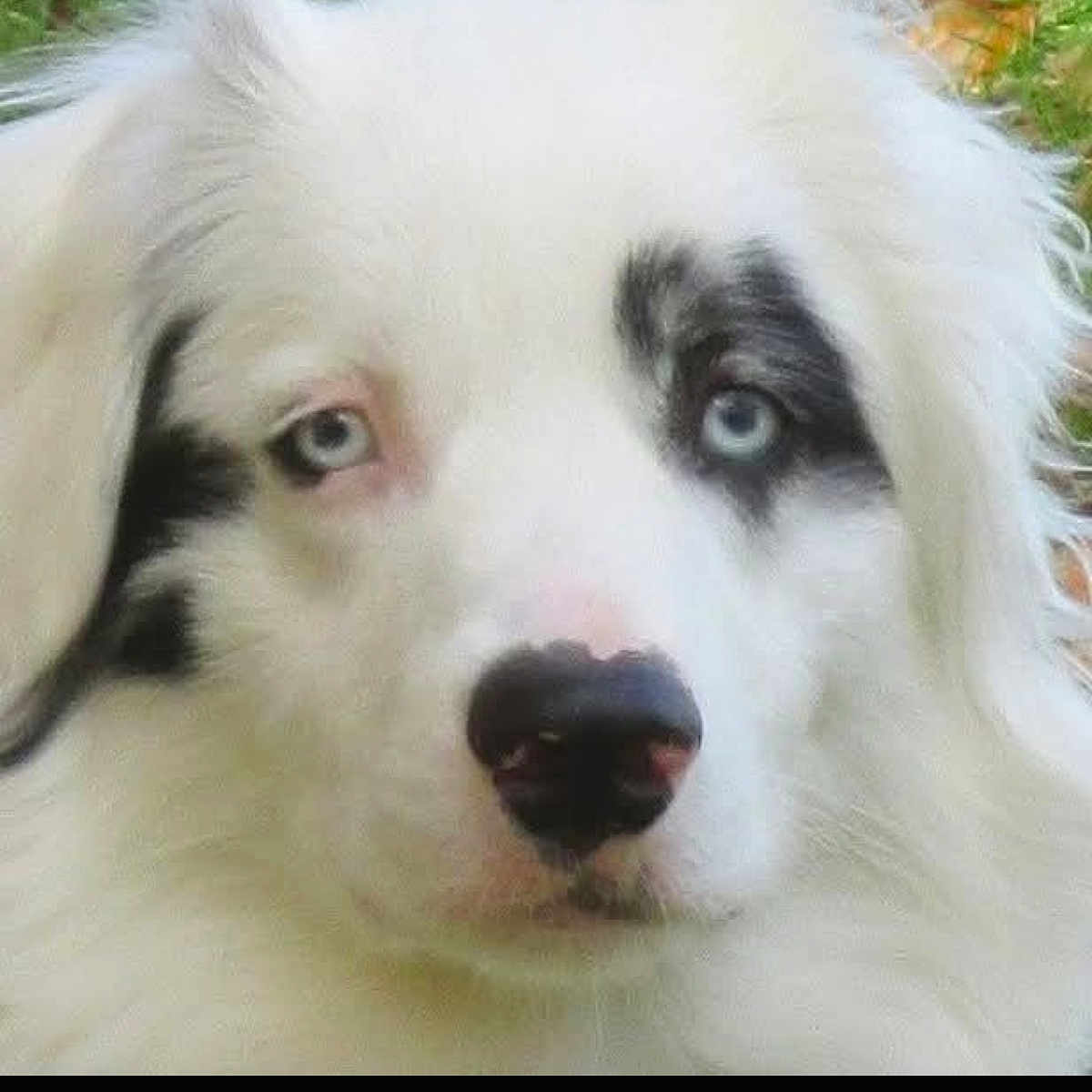 Pualani joined the competition — help win amazing prizes! dog, close_up, white_fur, blue_eyes, black_markings, fluffy, pet, animal, outdoor, portrait, canine, snout, fur, nature, grass, face, looking, calm, cute, muzzle