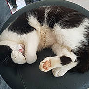 Oslo a rejoint le concours — aidez-le/la à gagner de superbes lots ! cat, black_and_white, sleeping, curled_up, paw, chair, indoor, feline, pet, cozy, resting, cute, fur, domestic_animal, whiskers, relaxed, pink_nose, claws, animal, napping