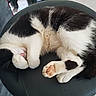 cat, black_and_white, sleeping, curled_up, paw, chair, indoor, feline, pet, cozy, resting, cute, fur, domestic_animal, whiskers, relaxed, pink_nose, claws, animal, napping