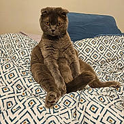Hermes participe au concours pour gagner de l'argent avec cette photo : cat, scottish_fold, gray_cat, pet, indoor, bedspread, patterned_bedspread, furniture, feline, sitting, fur, whiskers, ears, tail, yellow_eyes, domestic_animal, cozy, resting, cute, animal