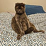 cat, scottish_fold, gray_cat, pet, indoor, bedspread, patterned_bedspread, furniture, feline, sitting, fur, whiskers, ears, tail, yellow_eyes, domestic_animal, cozy, resting, cute, animal