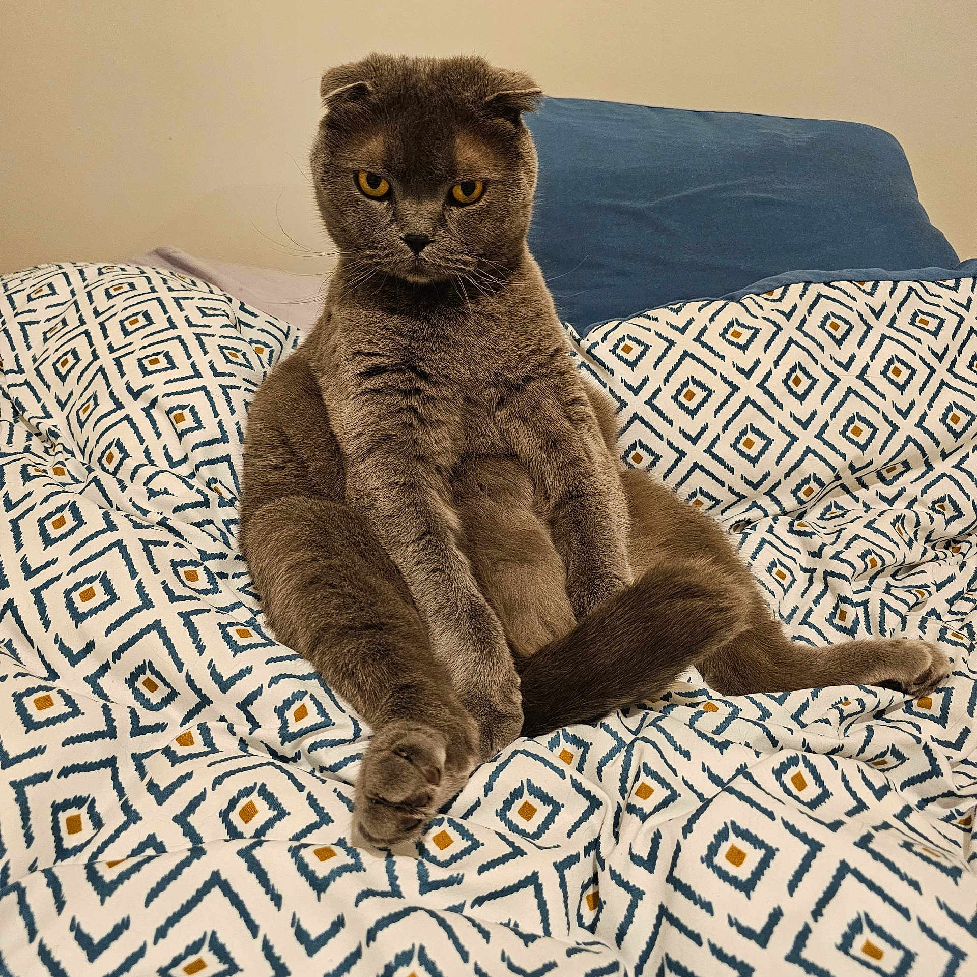 Hermes participe au concours pour gagner de l'argent avec cette photo : cat, scottish_fold, gray_cat, pet, indoor, bedspread, patterned_bedspread, furniture, feline, sitting, fur, whiskers, ears, tail, yellow_eyes, domestic_animal, cozy, resting, cute, animal