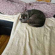 Faudry Jean-Luc a rejoint le concours — aidez-le/la à gagner de superbes lots ! cat, gray_cat, sleeping, curled_up, blanket, sofa, cushion, plush, fur, indoor, cozy, pet, resting, furniture, home, wooden_floor, comfortable, relaxation, animal, cute