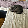 cat, gray_cat, sleeping, curled_up, blanket, sofa, cushion, plush, fur, indoor, cozy, pet, resting, furniture, home, wooden_floor, comfortable, relaxation, animal, cute