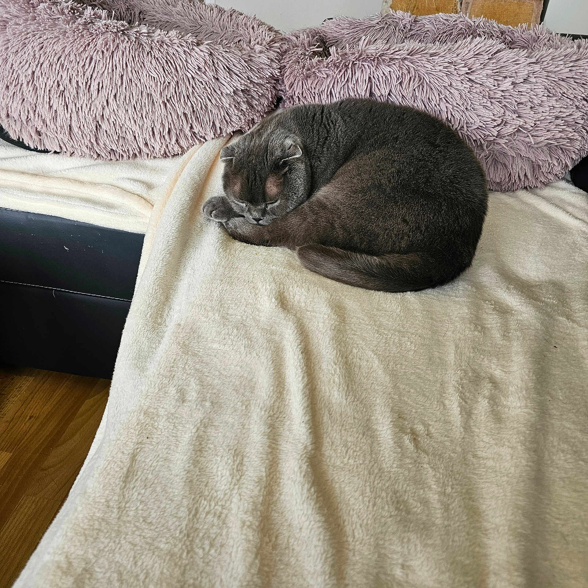 Faudry Jean-Luc a rejoint le concours — aidez-le/la à gagner de superbes lots ! animal, blanket, cat, comfortable, cozy, curled_up, cushion, cute, fur, furniture, gray_cat, home, indoor, pet, plush, relaxation, resting, sleeping, sofa, wooden_floor