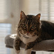Kiki is registered to the contest to win money with this photo: cat, tabby, pet, animal, indoor, sunlight, perch, feline, whiskers, ears, green_eyes, relaxed, closeup, portrait, cozy, window_blinds, home, fur, paws, curious