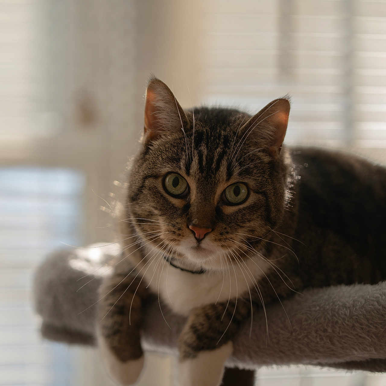 Kiki is registered to the contest to win money with this photo: cat, tabby, pet, animal, indoor, sunlight, perch, feline, whiskers, ears, green_eyes, relaxed, closeup, portrait, cozy, window_blinds, home, fur, paws, curious