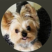 Framboise participe au concours pour gagner de l'argent avec cette photo : adorable, animal, canine, close_up, companion, cute, dog, ears, eyes, face, fluffy, furry, head, indoor, looking, mouth, nose, pet, portrait, small_dog