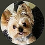adorable, animal, canine, close_up, companion, cute, dog, ears, eyes, face, fluffy, furry, head, indoor, looking, mouth, nose, pet, portrait, small_dog