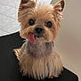 dog, small_dog, fluffy, tongue_out, cute, pet, animal, indoor, chair, black_surface, ears, fur, face, adorable, companion, looking_up, tongue, expression, sitting, portrait