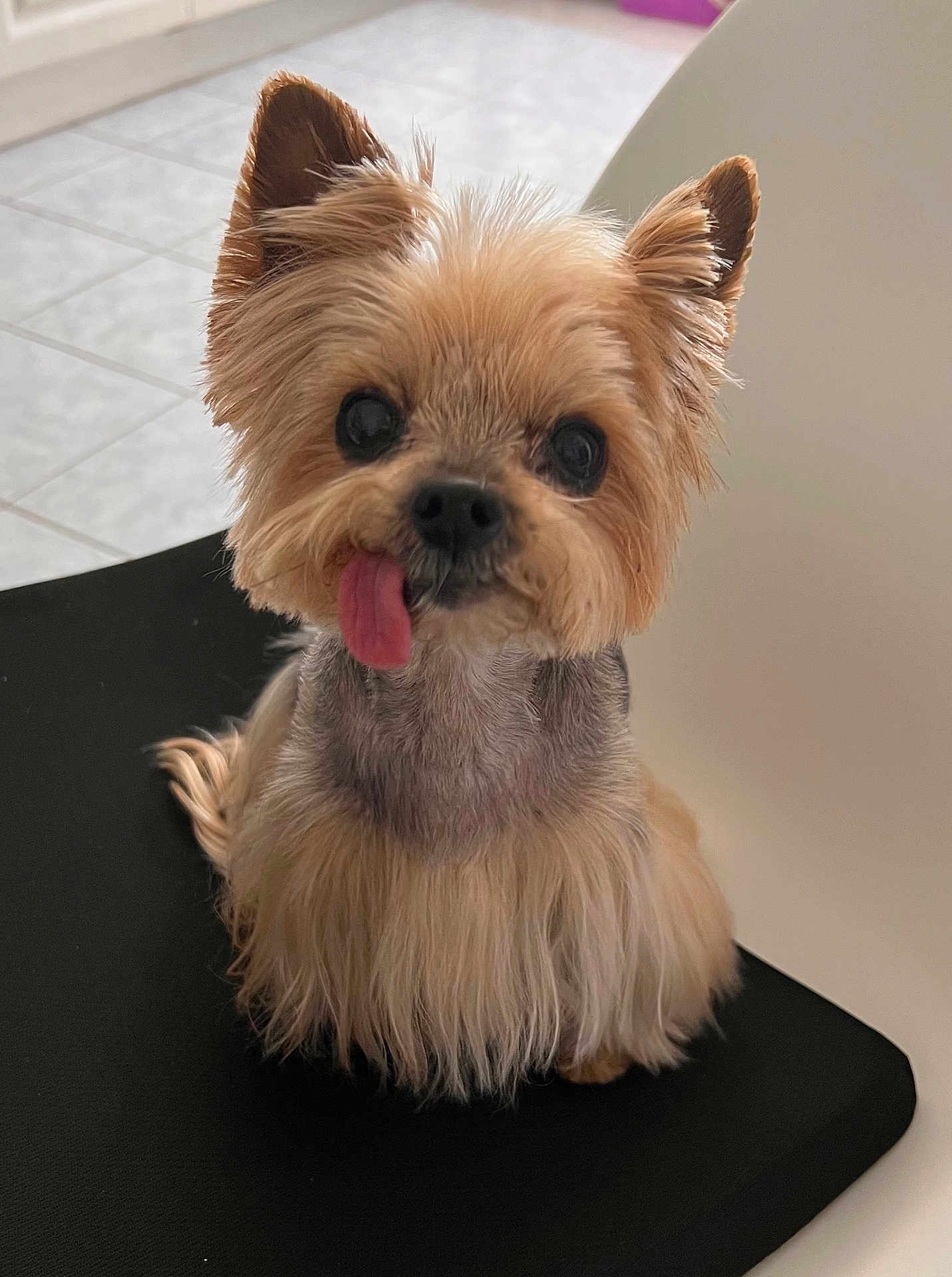Framboise a rejoint le concours — aidez-le/la à gagner de superbes lots ! dog, small_dog, fluffy, tongue_out, cute, pet, animal, indoor, chair, black_surface, ears, fur, face, adorable, companion, looking_up, tongue, expression, sitting, portrait