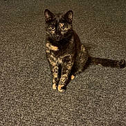 Momo joined the competition — help win amazing prizes! alert, animal, carpet, cat, cute, domestic, ears, eyes, feline, fur, indoor, mammal, paws, pet, portrait, sitting, tail, tortoiseshell, whiskers, young