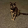 alert, animal, carpet, cat, cute, domestic, ears, eyes, feline, fur, indoor, mammal, paws, pet, portrait, sitting, tail, tortoiseshell, whiskers, young