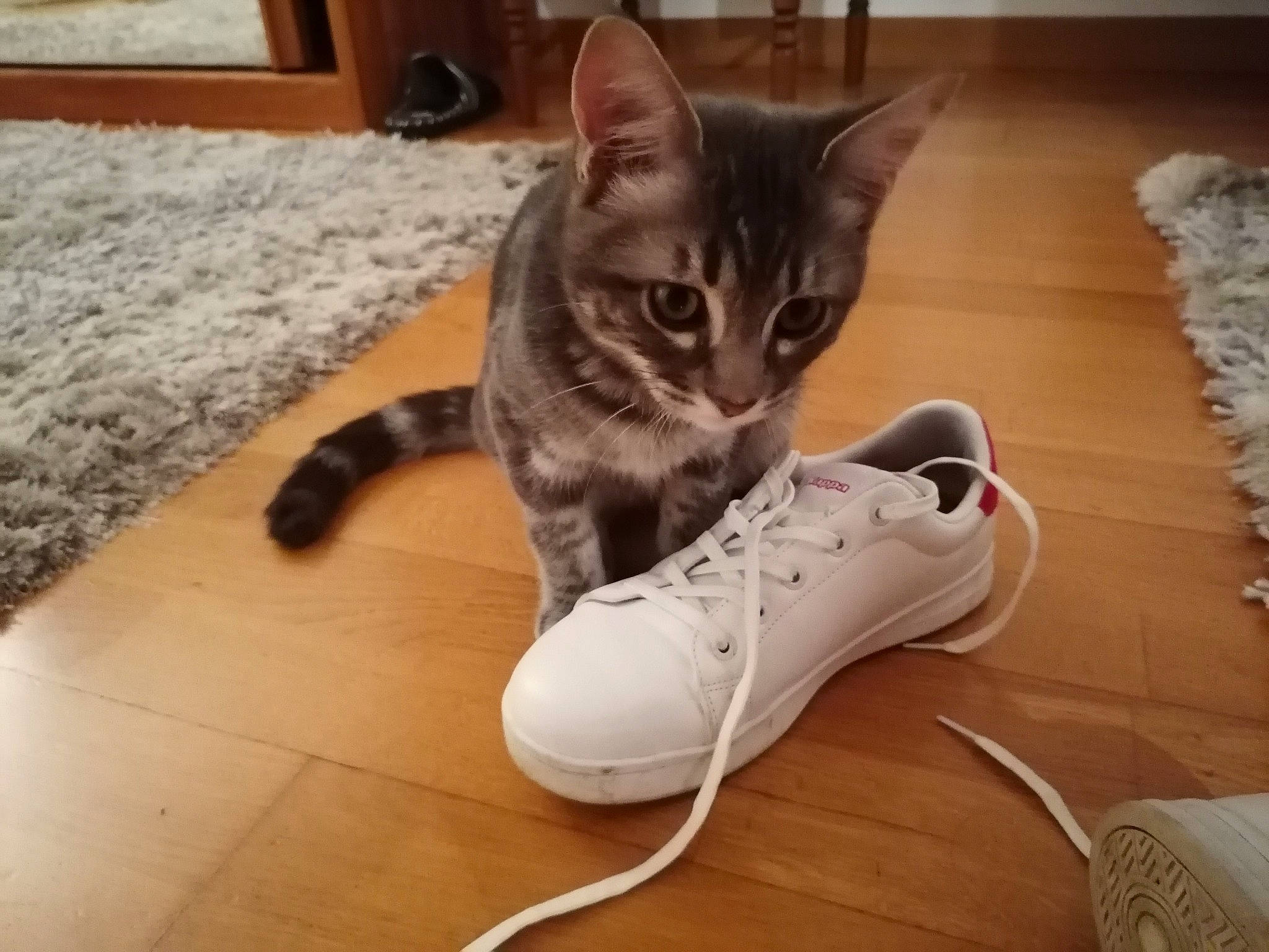 Milow participe au concours pour gagner de l'argent avec cette photo : american_shorthair, asian, athletic_shoe, carnivore, cat, domestic_short_haired_cat, egyptian_mau, european_shorthair, felidae, footwear, fur, kitten, leg, paw, shoe, small_to_medium_sized_cats, sneakers, tabby_cat, tail, whiskers