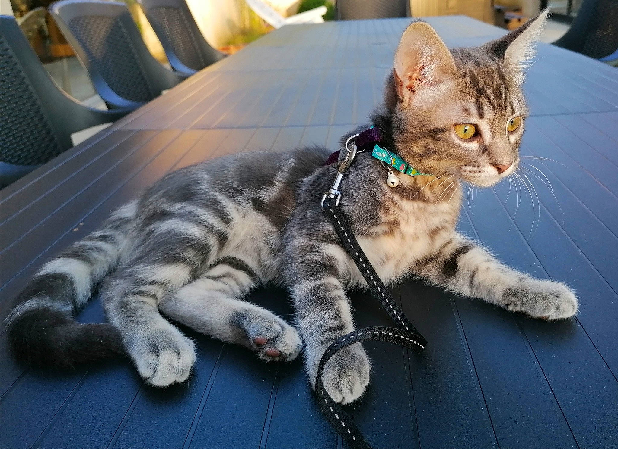 Milow participe au concours pour gagner de l'argent avec cette photo : aegean_cat, american_shorthair, american_wirehair, asian, australian_mist, california_spangled, carnivore, cat, domestic_short_haired_cat, dragon_li, european_shorthair, felidae, kitten, mammal, pixie_bob, small_to_medium_sized_cats, tabby_cat, toyger, vertebrate, whiskers