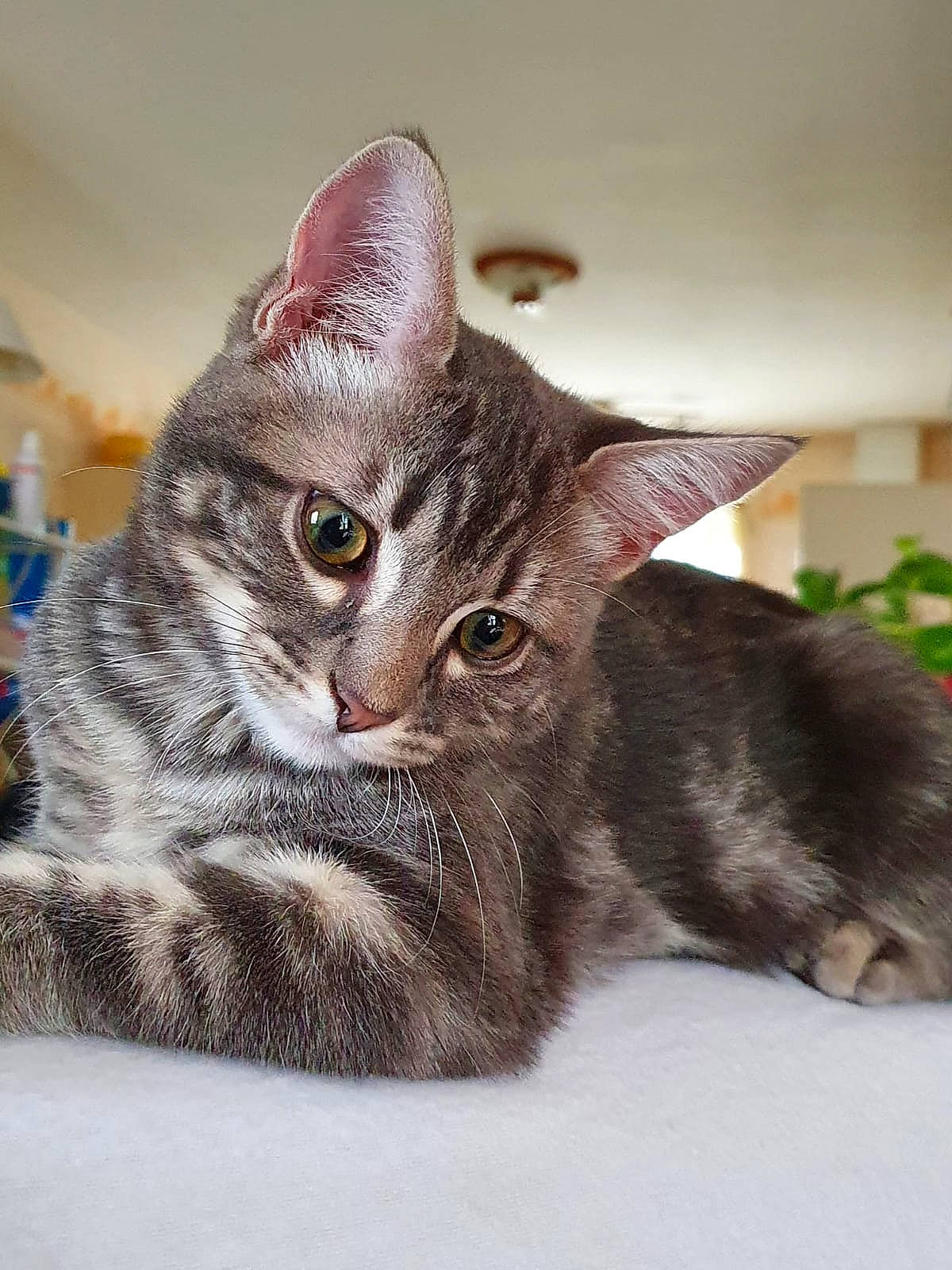 Milow participe au concours pour gagner de l'argent avec cette photo : american_shorthair, american_wirehair, asian, australian_mist, carnivore, cat, domestic_short_haired_cat, dragon_li, ear, egyptian_mau, european_shorthair, felidae, kitten, mammal, ocicat, small_to_medium_sized_cats, tabby_cat, vertebrate, whiskers
