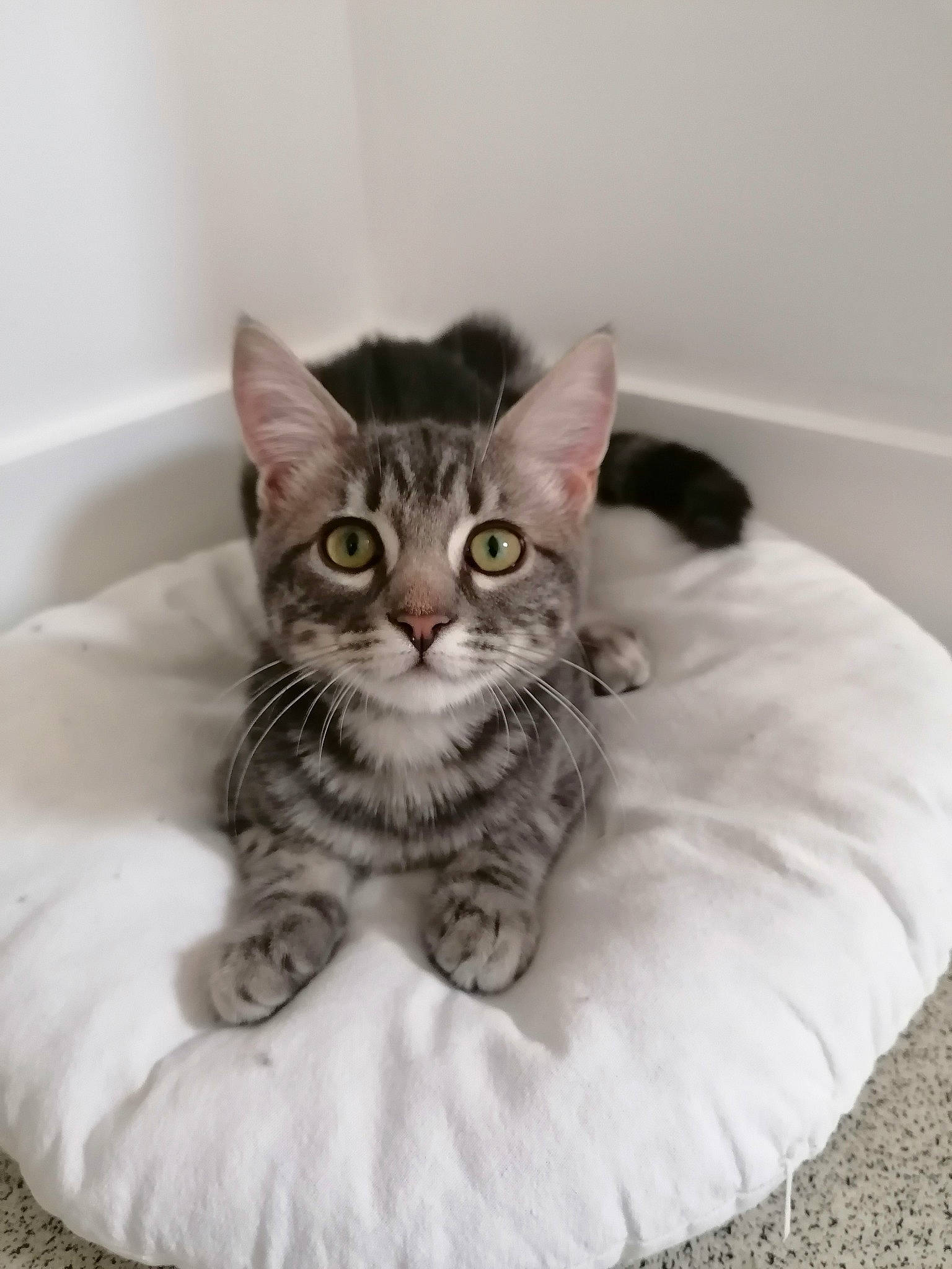 Milow a rejoint le concours — aidez-le/la à gagner de superbes lots ! american_shorthair, asian, australian_mist, british_semi_longhair, carnivore, cat, cat_bed, domestic_long_haired_cat, domestic_short_haired_cat, dragon_li, egyptian_mau, european_shorthair, felidae, kitten, maine_coon, mammal, norwegian_forest_cat, small_to_medium_sized_cats, tabby_cat, whiskers