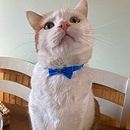Max joined the competition — help win amazing prizes! cat, bow_tie, white_cat, orange_cat, pet, indoor, table, wooden_table, chair, furniture, animal, cute, domestic_cat, looking_up, close_up, whiskers, ears, face, fur, domestic