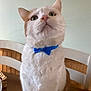 cat, bow_tie, white_cat, orange_cat, pet, indoor, table, wooden_table, chair, furniture, animal, cute, domestic_cat, looking_up, close_up, whiskers, ears, face, fur, domestic