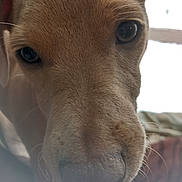Simon joined the competition — help win amazing prizes! dog, close_up, nose, eyes, fur, pet, animal, curious, whiskers, snout, indoor, portrait, canine, muzzle, expressive, domestic_animal, soft_light, texture, friendly, close_range