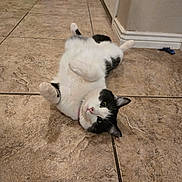 Lovely is registered to the contest to win money with this photo: cat, black_and_white, lying_down, floor, tile_floor, indoor, pet, animal, feline, cute, playful, paws, fur, whiskers, relaxed, looking_up, home, corner, wall, pet_supplies