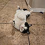 cat, black_and_white, lying_down, floor, tile_floor, indoor, pet, animal, feline, cute, playful, paws, fur, whiskers, relaxed, looking_up, home, corner, wall, pet_supplies