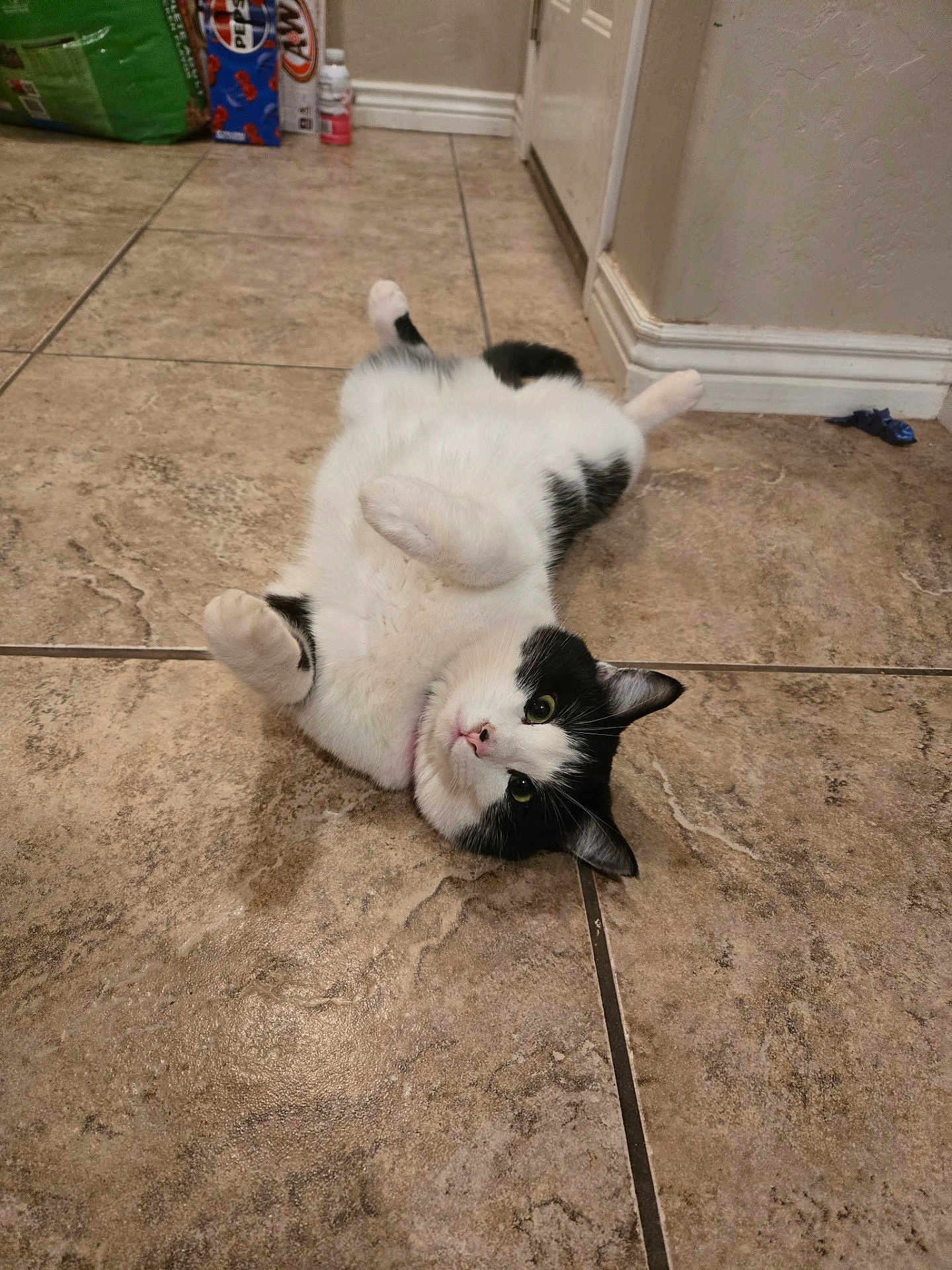 Lovely is registered to the contest to win money with this photo: cat, black_and_white, lying_down, floor, tile_floor, indoor, pet, animal, feline, cute, playful, paws, fur, whiskers, relaxed, looking_up, home, corner, wall, pet_supplies