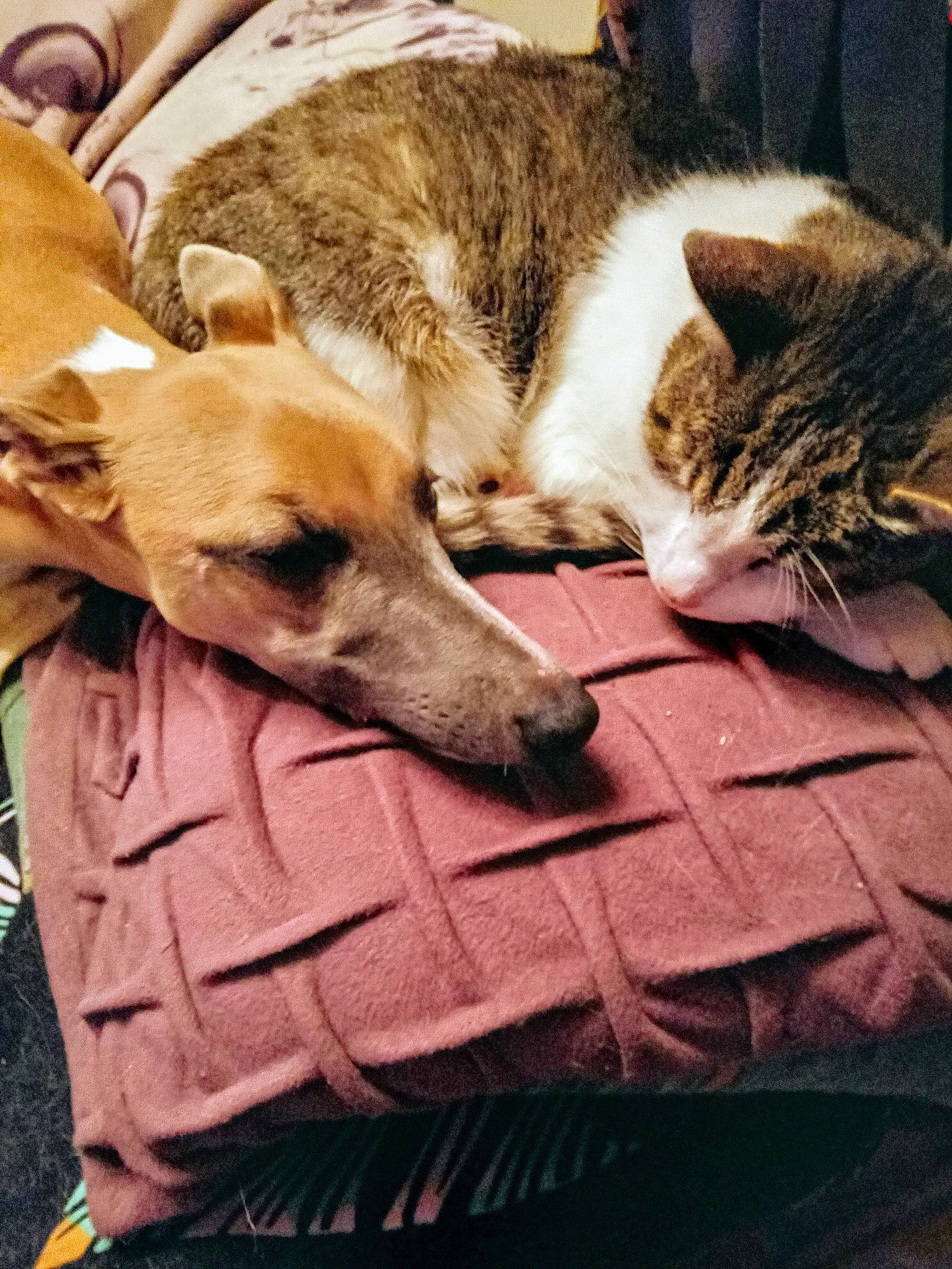 Rio participe au concours pour gagner de l'argent avec cette photo : canidae, carnivore, cat, comfort, companion_dog, dog, dog_breed, domestic_short_haired_cat, fawn, felidae, flooring, fur, linens, nap, small_to_medium_sized_cats, snout, sporting_group, tail, whiskers, wood