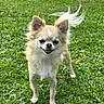 dog, chihuahua, small_dog, long_hair, cream_fur, white_fur, pointed_ears, standing, outdoor, grass, lawn, animal, pet, canine, portrait, front_view, happy, open_mouth, fluffy, sunlight