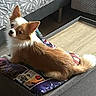 dog, puppy, small_dog, long_hair, fluffy, brown_and_white, sitting, lying_down, looking_at_camera, pointed_ears, tail, indoor, living_room, footstool, cushion, furniture, sunlight, wood_floor, patterned_fabric, pet