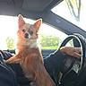 dog, chihuahua, small_dog, long_hair, brown_fur, cream_fur, pointed_ears, sitting, car, driver_seat, steering_wheel, passenger, human_hand, vehicle_interior, sunlight, outdoors, trees, portrait, pet, cute