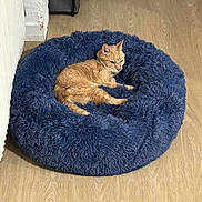 Micky participe au concours pour gagner de l'argent avec cette photo : cat, ginger_cat, pet, feline, animal, sleeping, relaxed, lying_down, blue_bed, pet_bed, fluffy, fur, indoors, wooden_floor, home, cozy, resting, tail, ears, portrait
