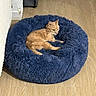 cat, ginger_cat, pet, feline, animal, sleeping, relaxed, lying_down, blue_bed, pet_bed, fluffy, fur, indoors, wooden_floor, home, cozy, resting, tail, ears, portrait